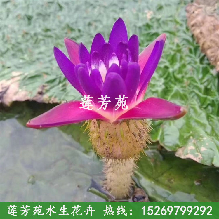 芡實花