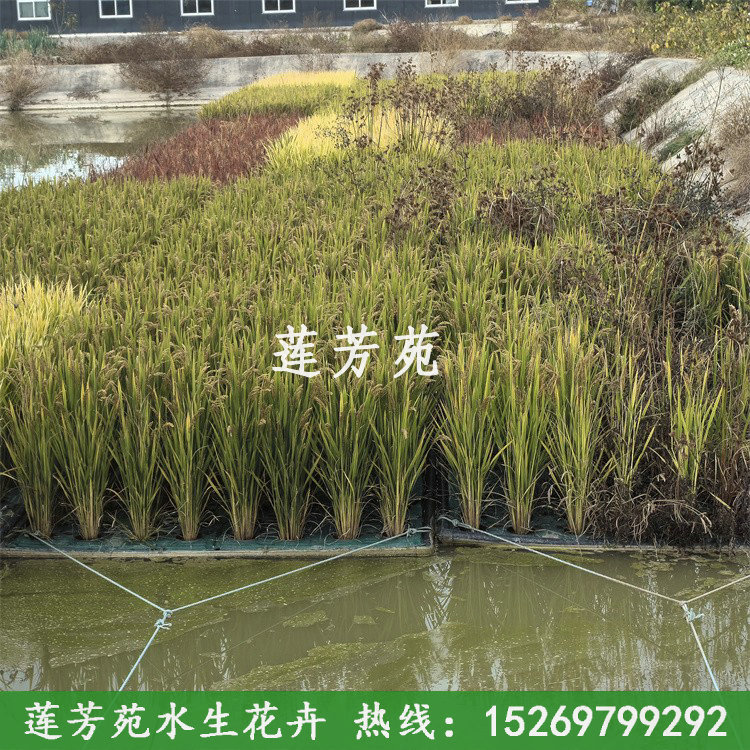 10種植水稻.jpg