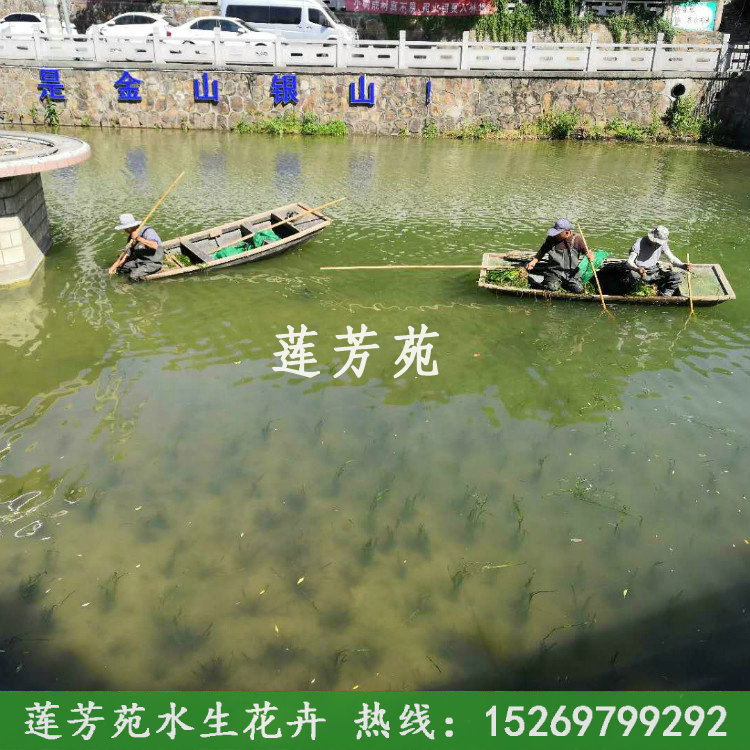 南京苦草種植